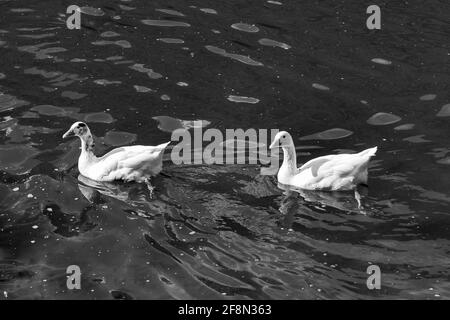 Graustufen-Aufnahme von zwei entzückenden weißen Gänsen, die in Wellenform schwimmen Wasser Stockfoto