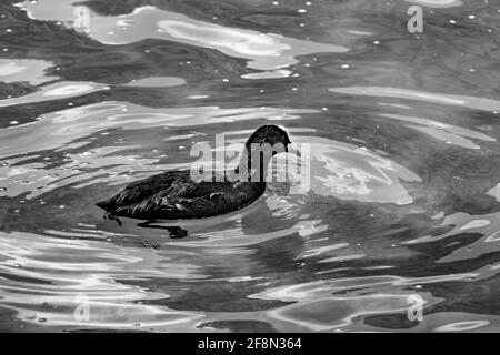 Graustufenaufnahme einer schwarzen, entzückenden Gans, die in Wellenform schwimmt Wasser Stockfoto