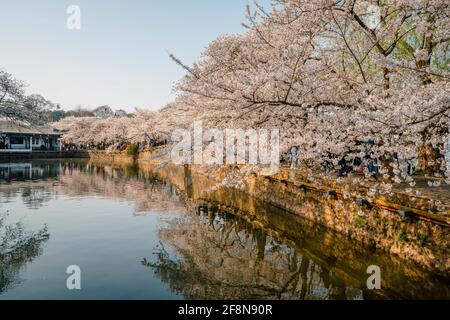 Landschaft der Frühlingskirschblüten, in Wuxi Yuantouzhu, auch auf Englisch als 'Turtle Head Isle' bezeichnet Stockfoto