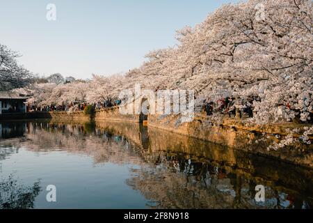 Landschaft der Frühlingskirschblüten, in Wuxi Yuantouzhu, auch auf Englisch als 'Turtle Head Isle' bezeichnet Stockfoto