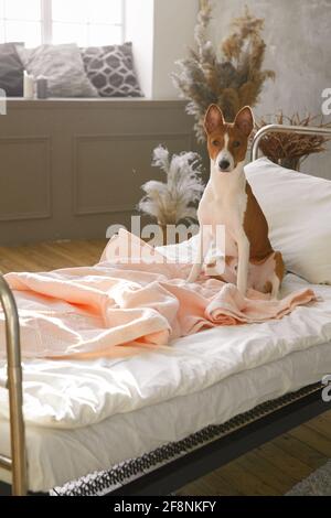 Basenji Welpe sitzt auf dem Bett im Schlafzimmer auf Die Bettdecke Stockfoto