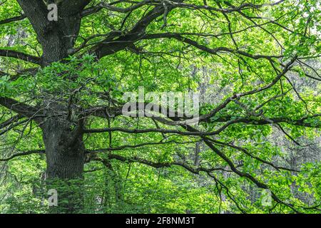 Moosiger Stamm und verdrehte Gliedmaßen einer hoch aufragenden alten Eiche Baum im Frühling Park Stockfoto