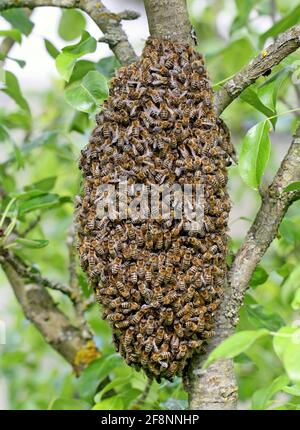 Ein Schwarm europäischer Honigbienen hängt am Apfelbaum Rumpf in Traubenform Stockfoto