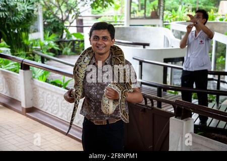 Ansicht eines Mannes, der auf der Schlangenfarm in Bangkok eine Schlange von King Cobra um den Hals hält. Stockfoto