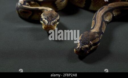 Foto von Ball Royal Python auf schwarzer Textur Stockfoto