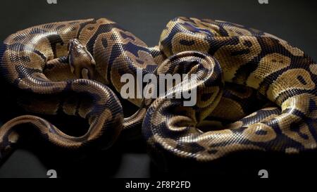 Aufnahmen von Kugelpython in dunklem Hintergrund Stockfoto