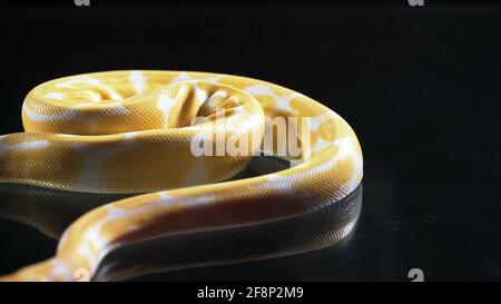 Aufnahmen von Albino-Phyton auf schwarzem Glas Stockfoto