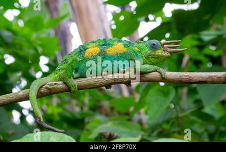 Ein männliches Kikuyu-Chamäleon, auch bekannt als Jacksons Dreihornchamäleon, im Regenwald des Bwindi Impenetrable National Park in Uganda. Stockfoto