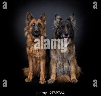 deutsche Hirten vor schwarzem Hintergrund Stockfoto