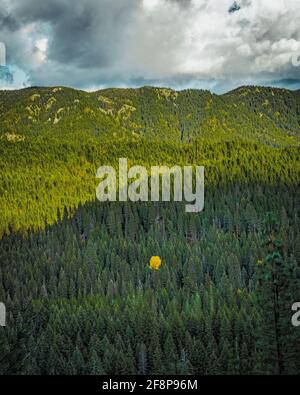 Ein gelber Baum mit Blättern inmitten eines Waldes von immergrünen Bäumen Stockfoto