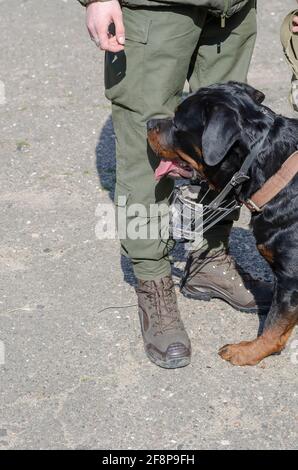 Special Service Dogs Konzept. Ein Mann in Militäruniform, der neben einem Rottweiler steht. Erwachsenes männliches Tier mit entnommener Metallschnauze. Das Haustier sieht aus Stockfoto