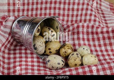 Wachteleier und ein kleiner Eimer auf Tartan. Rohe Eier. Verzinkter Metalleimer. Weißes und rotes Handtuch. Nahaufnahme, selektiver Fokus. Stockfoto
