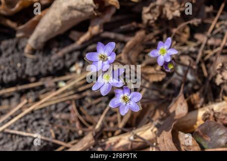 Nahaufnahme einer Gruppe von nicht kultivierten einheimischen scharflappigen Hepatica Wildblumen (Anemone acutiloba) wachsen ungestört in einer Waldschlucht Stockfoto