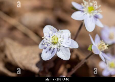 Nahaufnahme einer Gruppe von nicht kultivierten einheimischen scharflappigen Hepatica Wildblumen (Anemone acutiloba) wachsen ungestört in einer Waldschlucht Stockfoto