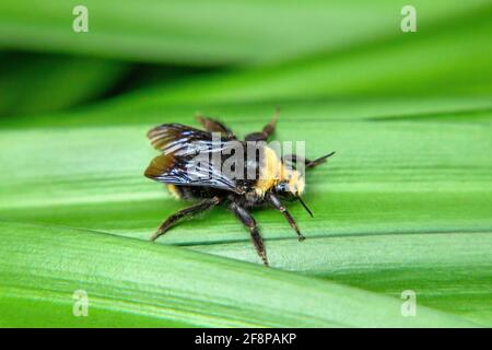 Eine gelbgesichtige Hummel, San Diego, Kalifornien Stockfoto