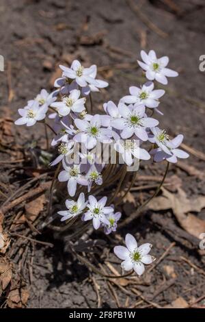 Nahaufnahme einer Gruppe von nicht kultivierten einheimischen scharflappigen Hepatica Wildblumen (Anemone acutiloba) wachsen ungestört in einer Waldschlucht Stockfoto