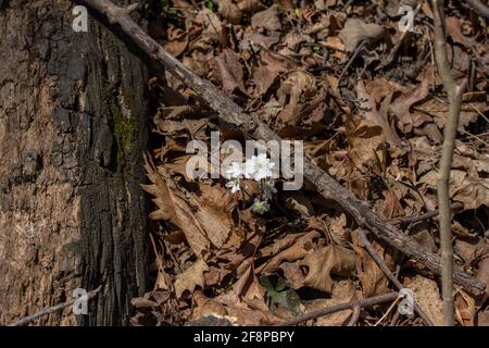 Nahaufnahme einer Gruppe von nicht kultivierten einheimischen scharflappigen Hepatica Wildblumen (Anemone acutiloba) wachsen ungestört in einer Waldschlucht Stockfoto