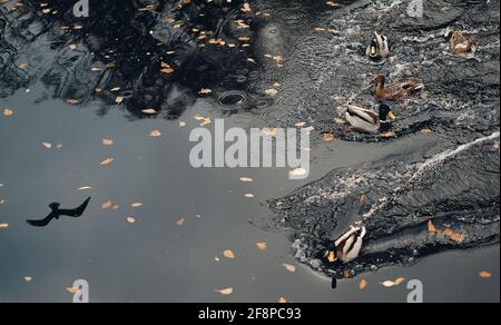 Entenschar schwimmt und schwimmt im Fluss Knaresborough, Vereinigtes Königreich Stockfoto