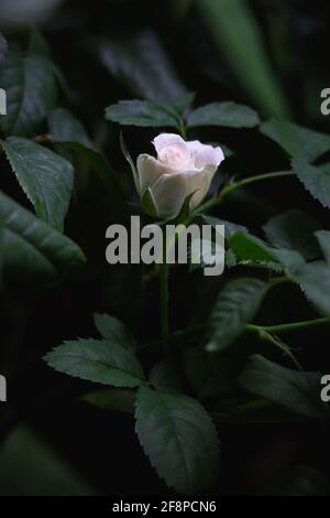 Hellrosa Blume von Rosen Mimi Eden in voller Blüte auf grünem Blatthintergrund. Stockfoto