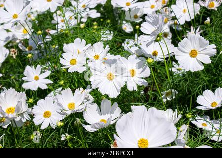 Weiße mexikanische Aster Blumen im Garten hellen Sonnenschein Tag auf einem Hintergrund von grünen Blättern. Cosmos bipinnatus. Wählen Sie Fokus. Stockfoto