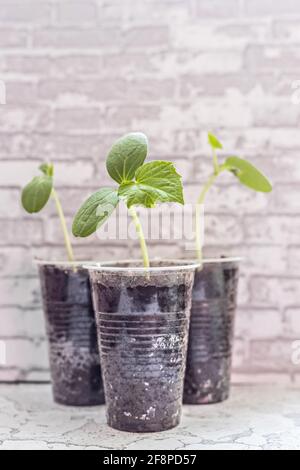 Gemüsesprossen. Junge Gurkensämlinge in Tassen wachsen. Gartenbau- und Erntekonzept Stockfoto