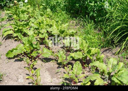 Betten mit jungen Rübensprossen auf dem Bauernhof. Stockfoto