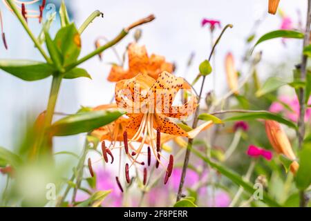 tigerlilien und andere Blumen wachsen im Garten, aus nächster Nähe Stockfoto