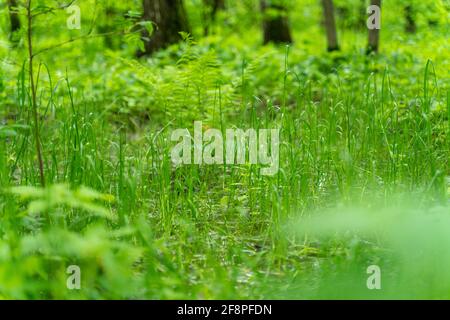 Junge saftige grüne Gras Nahaufnahme. Natürlicher Hintergrund. Stockfoto