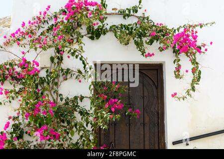 Gebäude in Vejer de la Frontera, Spanien, dekoriert mit erstaunlichen rosa Blumen Stockfoto