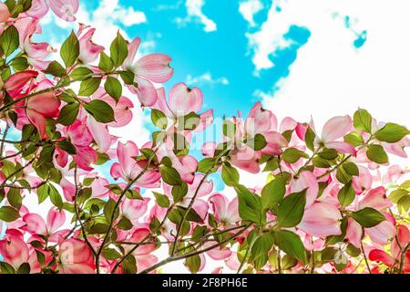 Blick unter einem blühenden rosafarbenen Dogwood-Baum mit blauem Himmel Stockfoto