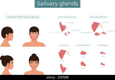 Vektordarstellung der Ohrspeicheldrüsen, submandibulären und sublingualen Speicheldrüsen. Die Lage der Speicheldrüsen. Stock Vektor