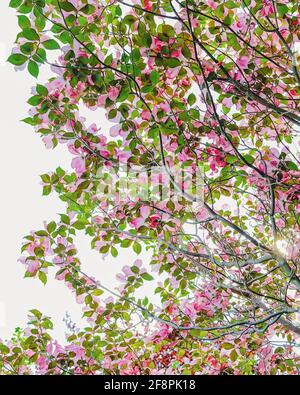 Blick unter einem blühenden rosafarbenen Dogwood-Baum mit blauem Himmel Stockfoto