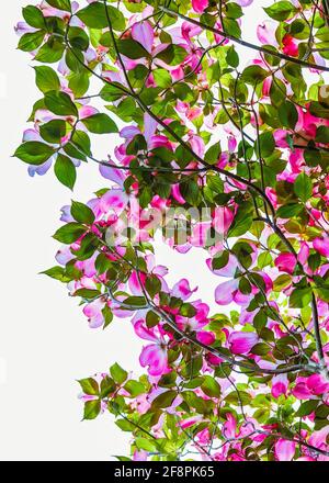 Blick unter einem blühenden rosafarbenen Dogwood-Baum mit blauem Himmel Stockfoto