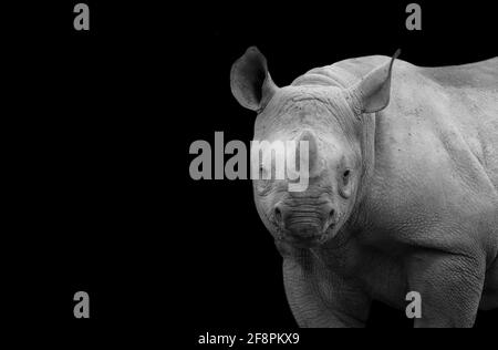 Niedliches Lächelndes Nashorn, Das Auf Dem Schwarzen Hintergrund Steht Stockfoto