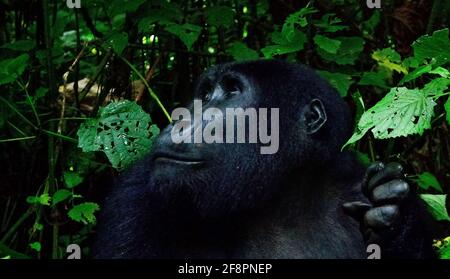 Sanft. Eine der rund 400 bedrohten Eastern Mountain Gorillas, die im Bwindi Impenetrable National Park in Uganda leben. Stockfoto