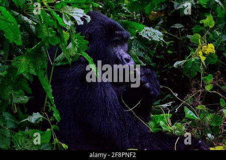 Denken. Eine der rund 400 bedrohten Eastern Mountain Gorillas, die im Bwindi Impenetrable National Park in Uganda leben. Stockfoto