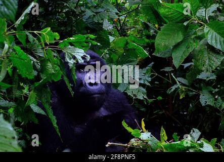 Starren. Eine der rund 400 bedrohten Eastern Mountain Gorillas, die im Bwindi Impenetrable National Park in Uganda leben. Stockfoto