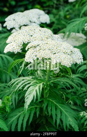 Weiße Schafgarbe, Weiße Achillea. Achillea millefolium. Flache Trauben von cremig-weißen Blüten. Gordaldo, Nasenblutpflanze, Pfeffer des alten Mannes, Teufelsnessel Stockfoto