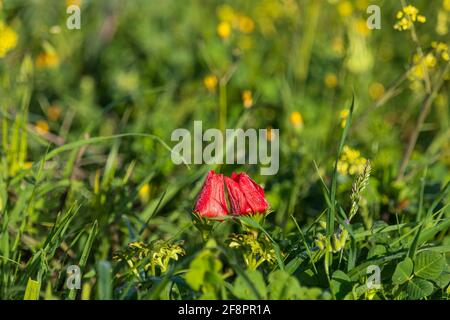 Zwei rote Mohnblumen im Gras schließen sich an Ein unscharfer Hintergrund Stockfoto