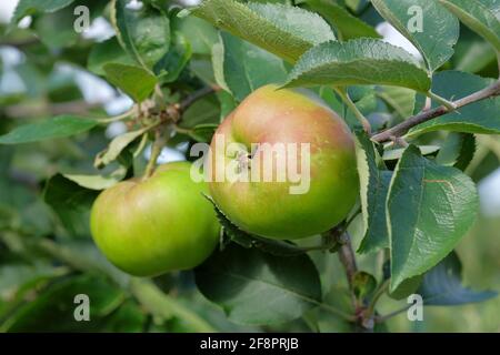 Malus domestica 'Bramley's Setzling', Malus domestica 'Bramley's Original', Malus 'Bramleys Setzling'. Malus domestica „Bramley“. Apfelbaum Stockfoto