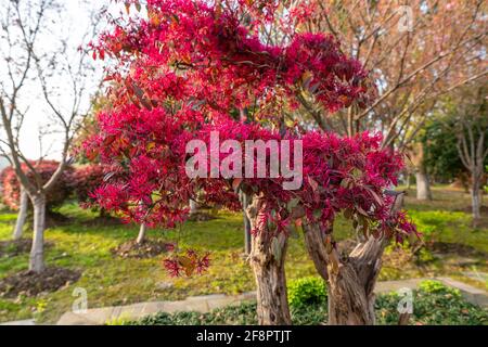 Loropetalum chinense var.rubrum im Freien Stockfoto