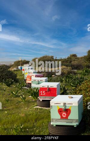 Eine Reihe von bunt bemalten traditionellen Bienenstöcken, die in der mediterranen Sonne sitzen. Stockfoto