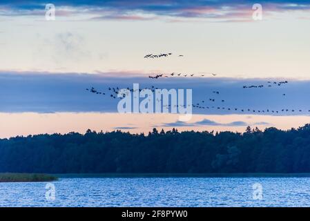 Vögel fliegen über einen See am Abend, schöne Landschaft in der Sommersaison. Horizontales Foto Stockfoto