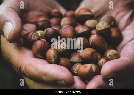 Bauernhände mit frisch geernteten Haselnüssen. Geringe Schärfentiefe. Stockfoto