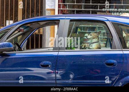 Cute Dog wartet geduldig in Dented Car auf seinen Besitzer, Italien Stockfoto