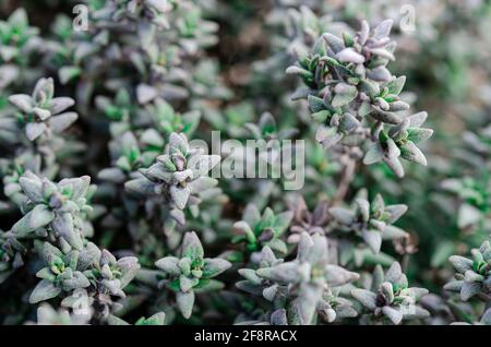 Thymian-Pflanze wächst im Kräutergarten Stockfoto