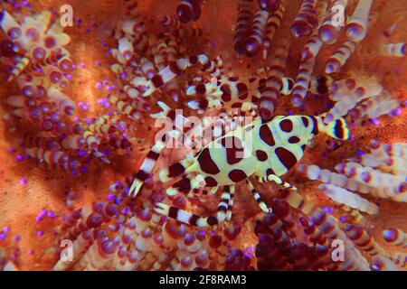 Coleman-Garnele, Coleman Shrimps, Periclimenes colemani, Lembeh, Sulawesi, Indonesien Stockfoto