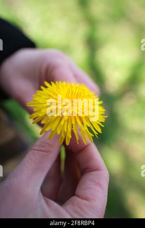 Nahaufnahme einer gelben Dandelionenblume auf weiblichen Händen Stockfoto