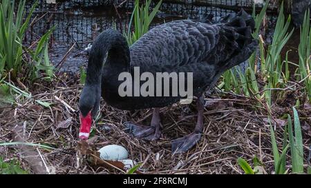 Ein schwarzer Schwan in einem Londoner Park bereitet sich darauf vor, auf seinen Eiern zu sitzen. Stockfoto