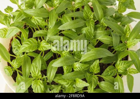 Keimlinge von Paprika in einem Topf Nahaufnahme. Blick von oben Stockfoto